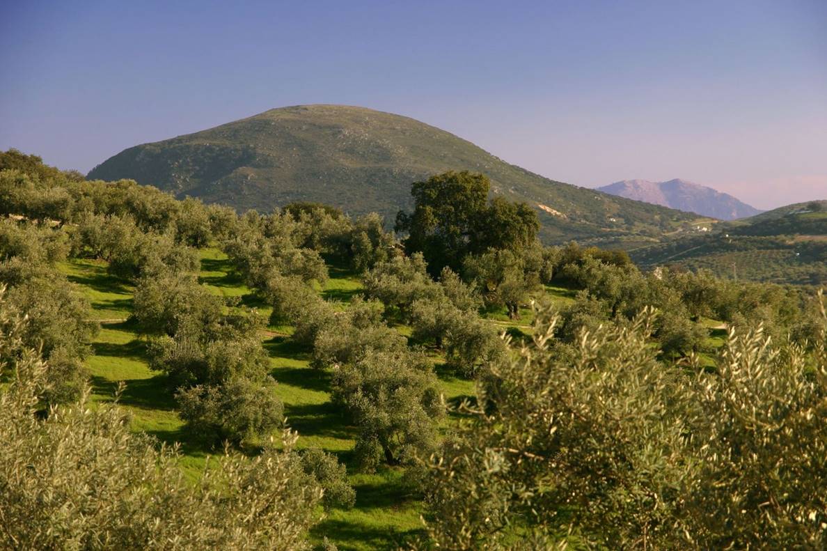Perspectivas climáticas para el olivar
